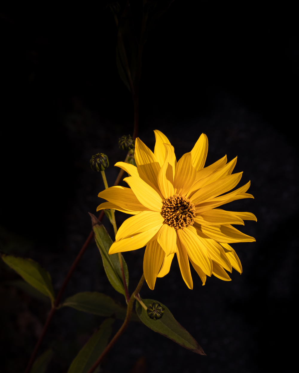 Macro fleur jaune